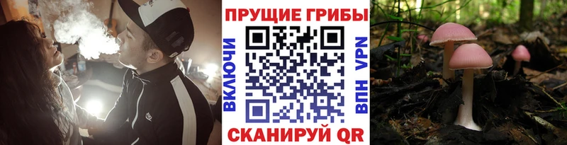 Псилоцибиновые грибы Psilocybine cubensis  Купить закладки  Кола 